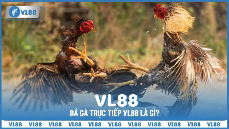 Đá gà trực tiếp VL88 là gì?