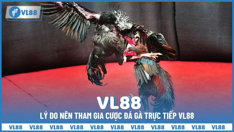 Lý do nên tham gia cược đá gà trực tiếp VL88