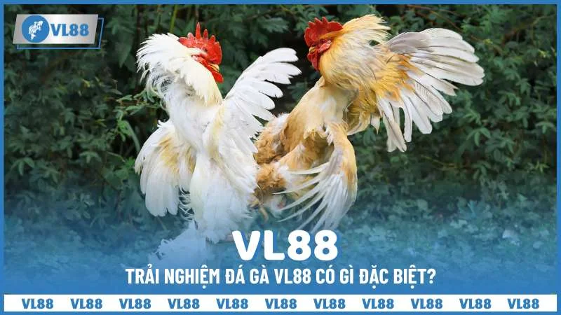 Trải nghiệm đá gà VL88 có gì đặc biệt?